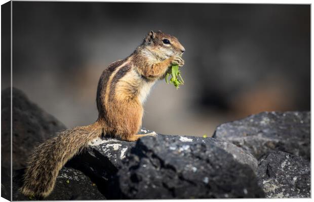 Barbary ground squirrel Canvas Print by chris smith