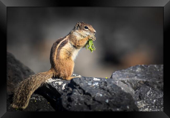 Barbary ground squirrel Framed Print by chris smith