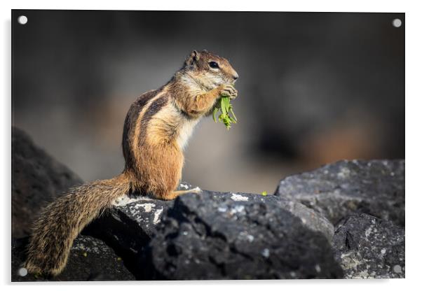 Barbary ground squirrel Acrylic by chris smith