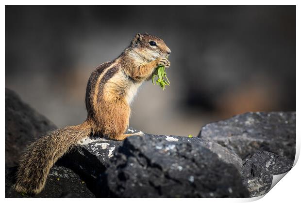 Barbary ground squirrel Print by chris smith