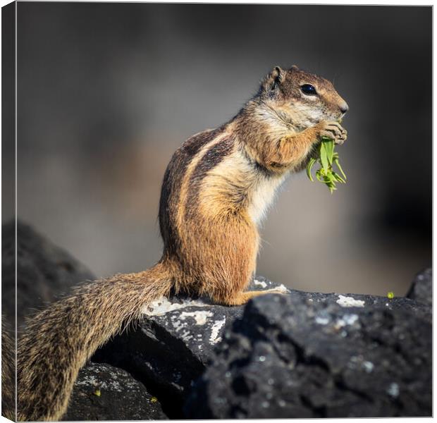  Barbary ground squirrel Canvas Print by chris smith