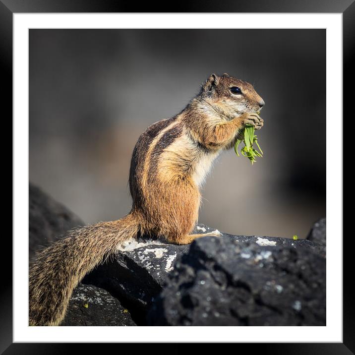  Barbary ground squirrel Framed Mounted Print by chris smith
