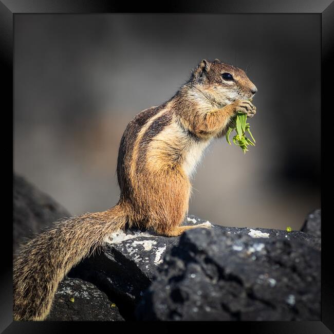  Barbary ground squirrel Framed Print by chris smith