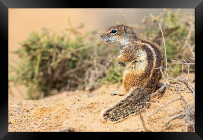 Barbary ground squirrel Framed Print by chris smith