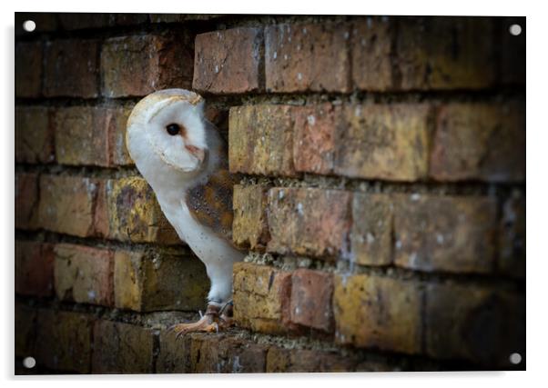 Barn Owl (tyto alba)  Acrylic by chris smith