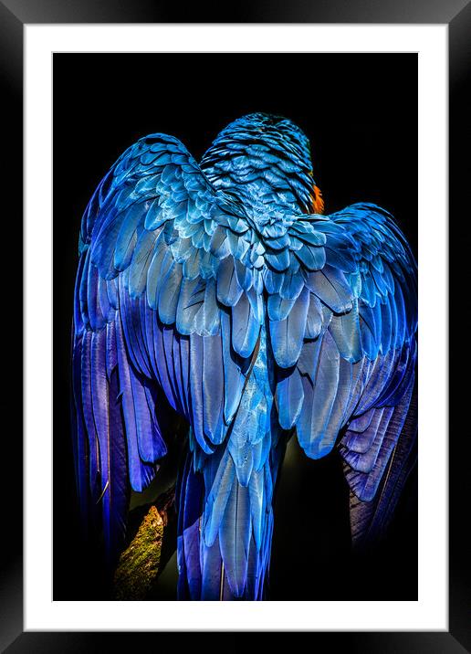 Blue-and-yellow macaw Framed Mounted Print by chris smith