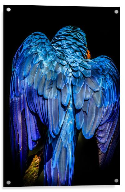 Blue-and-yellow macaw Acrylic by chris smith