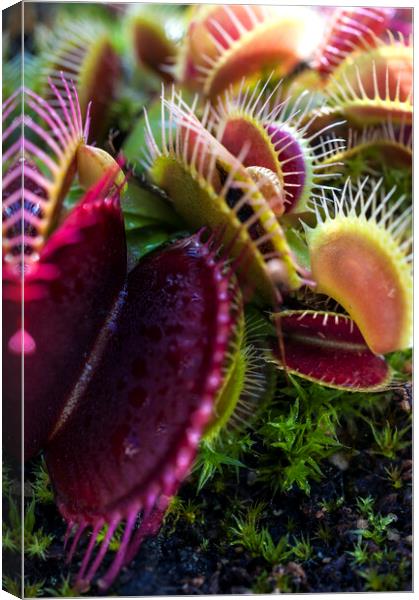 Prickly Heat I Canvas Print by Dave Carroll