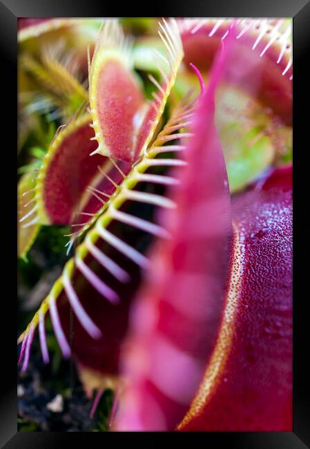 Prickly Heat II Framed Print by Dave Carroll