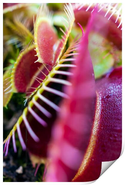 Prickly Heat II Print by Dave Carroll