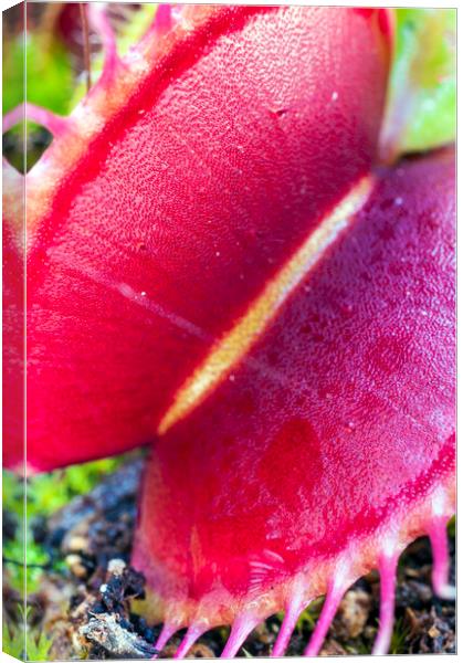 Open Big Red Venus Fly Trap Canvas Print by Dave Carroll