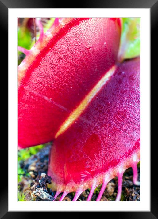 Open Big Red Venus Fly Trap Framed Mounted Print by Dave Carroll