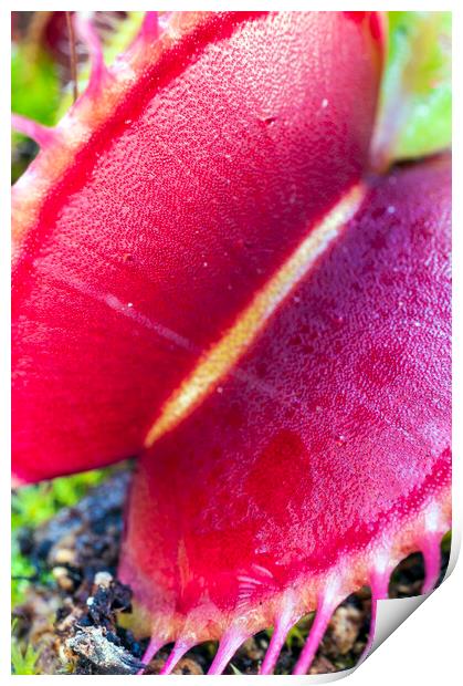 Open Big Red Venus Fly Trap Print by Dave Carroll