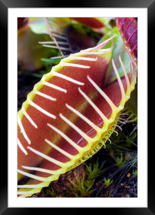 Venus Fly Trap (Dionaea muscipula) : Close up of trap Framed Mounted Print by Dave Carroll