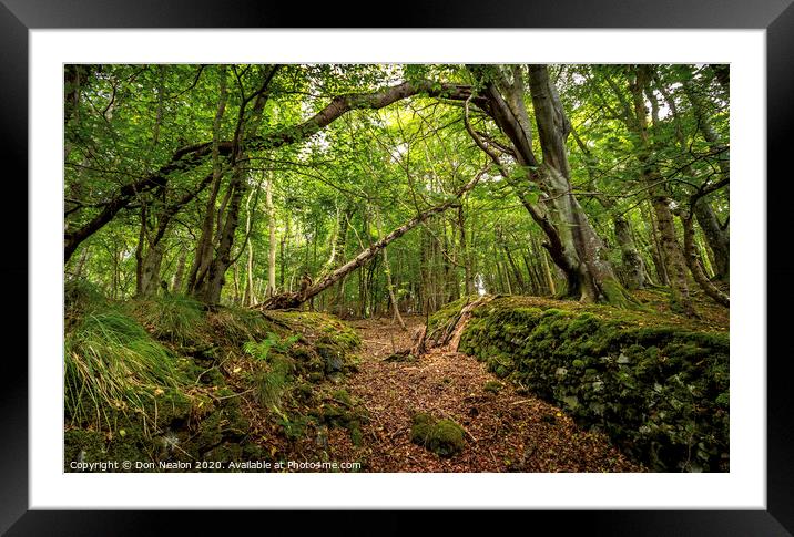A Magical Walk in the Enchanted Forest Framed Mounted Print by Don Nealon