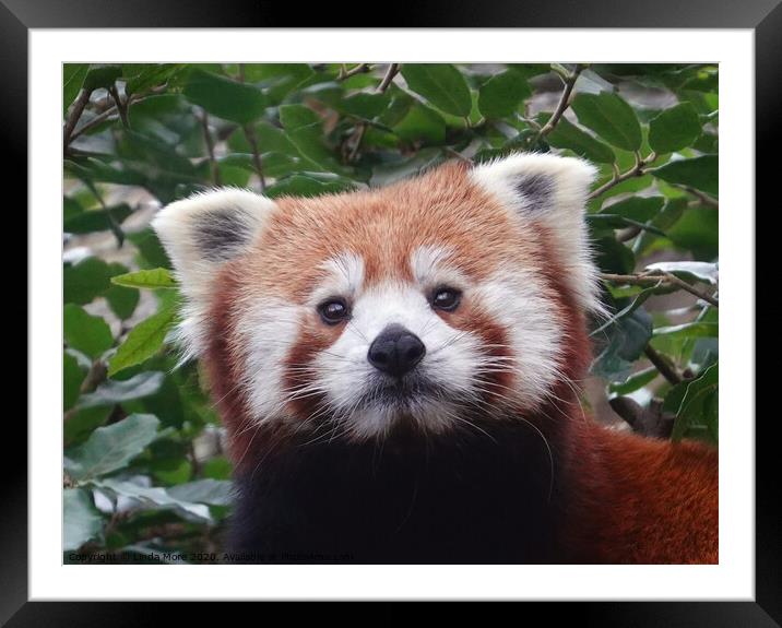 Red panda looking at camera Framed Mounted Print by Linda More