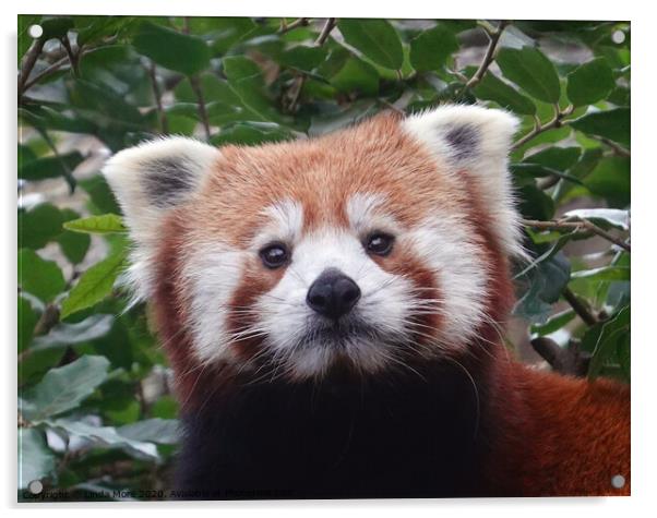 Red panda looking at camera Acrylic by Linda More