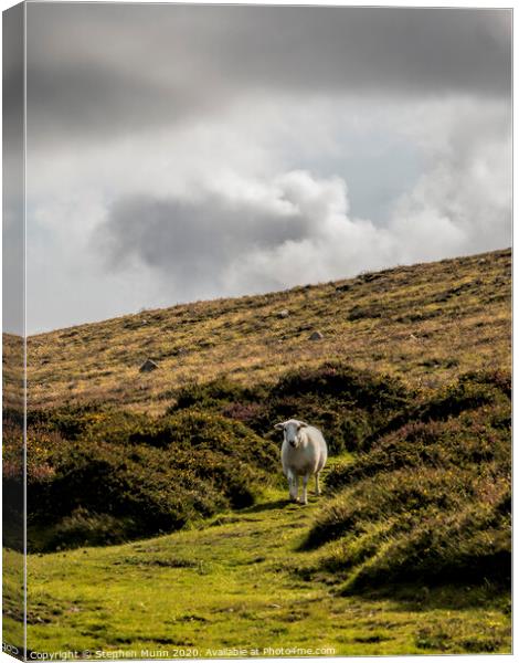 Sheep on a hillside, Pembrokeshire, Wales Canvas Print by Stephen Munn