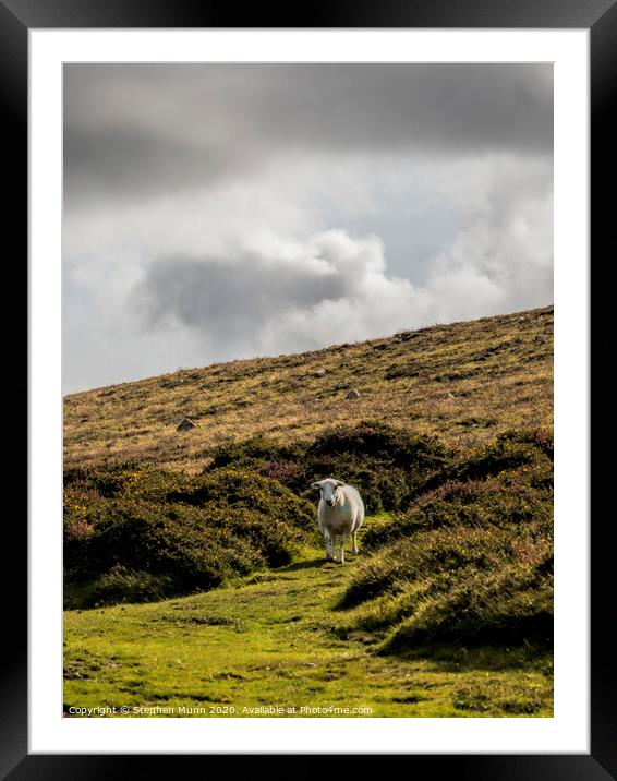 Sheep on a hillside, Pembrokeshire, Wales Framed Mounted Print by Stephen Munn