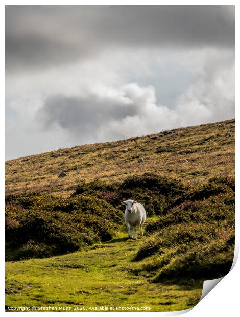 Sheep on a hillside, Pembrokeshire, Wales Print by Stephen Munn