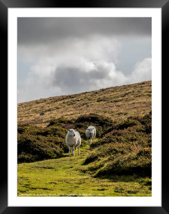 Two Sheep on a hillside, Pembrokeshire, Wales Framed Mounted Print by Stephen Munn