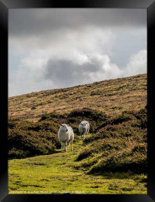 Two Sheep on a hillside, Pembrokeshire, Wales Framed Print by Stephen Munn