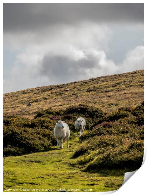 Two Sheep on a hillside, Pembrokeshire, Wales Print by Stephen Munn