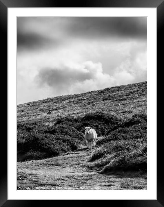 Sheep on a hillside, Pembrokeshire, Wales in black and white Framed Mounted Print by Stephen Munn
