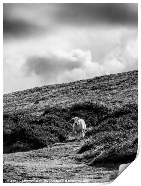 Sheep on a hillside, Pembrokeshire, Wales in black and white Print by Stephen Munn