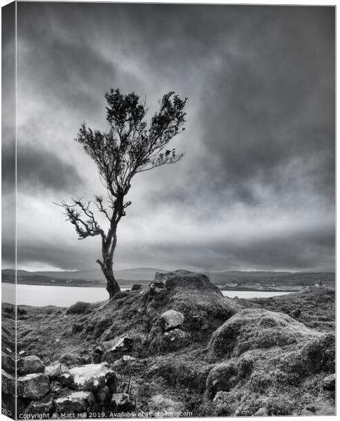 Lone tree on a windswept Isle of Skye Canvas Print by Matt Hill