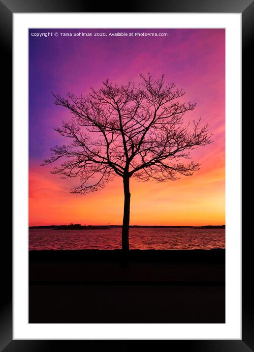 Seaside Tree with Beautiful Morning Sky Framed Mounted Print by Taina Sohlman