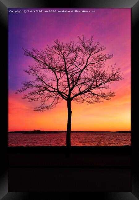 Seaside Tree with Beautiful Morning Sky Framed Print by Taina Sohlman