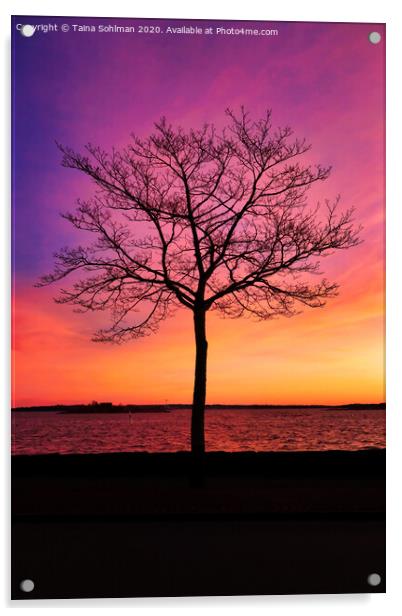 Seaside Tree with Beautiful Morning Sky Acrylic by Taina Sohlman