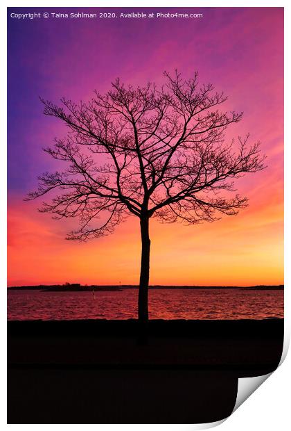 Seaside Tree with Beautiful Morning Sky Print by Taina Sohlman