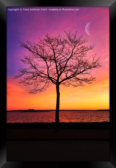 Seaside Tree with Crescent Moon Framed Print by Taina Sohlman