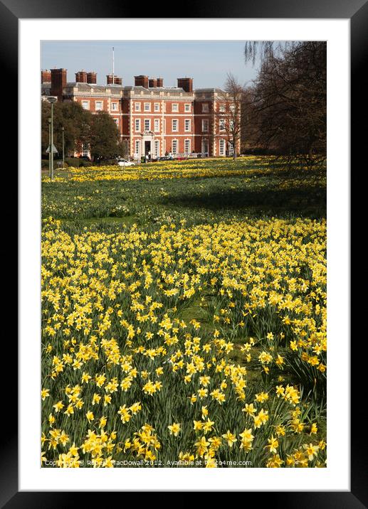 Trent Park Daffodil weekend Framed Mounted Print by Robert MacDowall