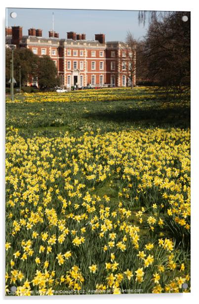Trent Park Daffodil weekend Acrylic by Robert MacDowall