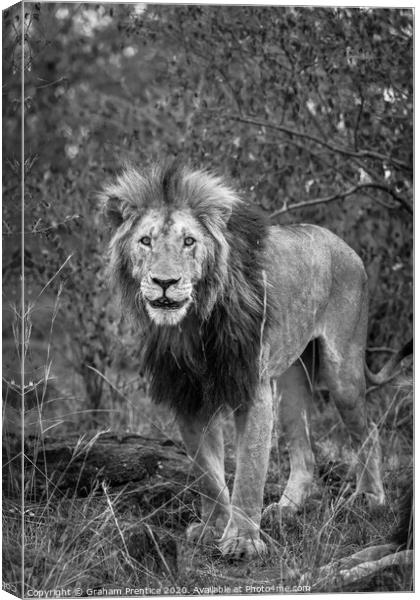 A lion standing on a dry grass field Canvas Print by Graham Prentice