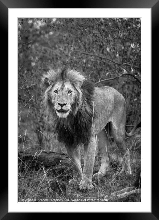 A lion standing on a dry grass field Framed Mounted Print by Graham Prentice