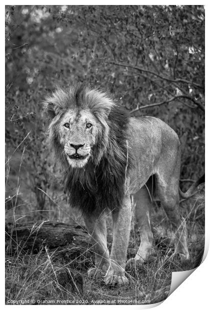 A lion standing on a dry grass field Print by Graham Prentice