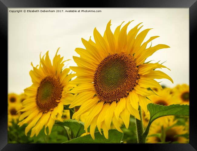 Sunflowers Framed Print by Elizabeth Debenham