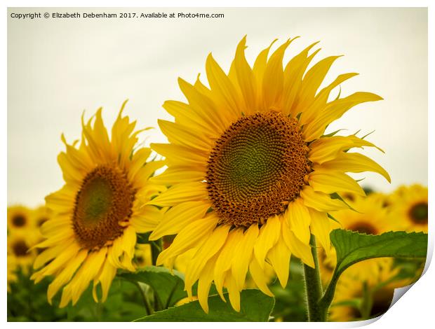 Sunflowers Print by Elizabeth Debenham