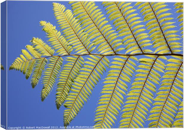 New Zealand fern Canvas Print by Robert MacDowall
