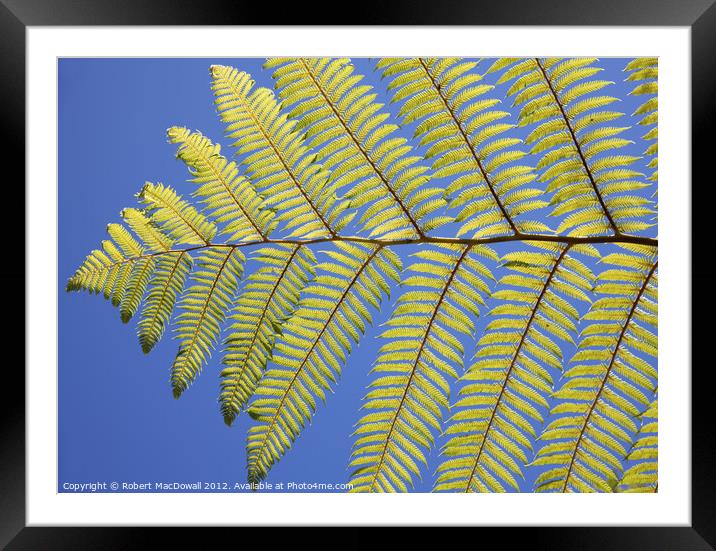 New Zealand fern Framed Mounted Print by Robert MacDowall