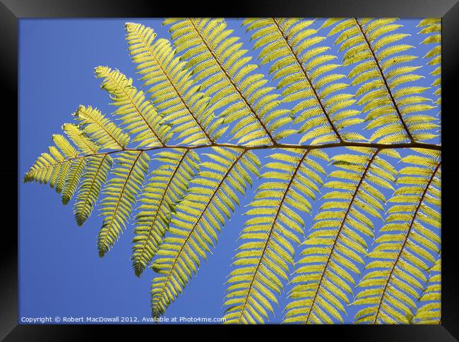 New Zealand fern Framed Print by Robert MacDowall