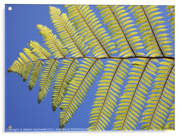 New Zealand fern Acrylic by Robert MacDowall