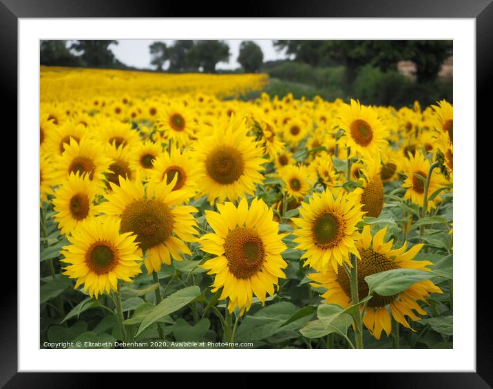 Field of Sunflowers Framed Mounted Print by Elizabeth Debenham