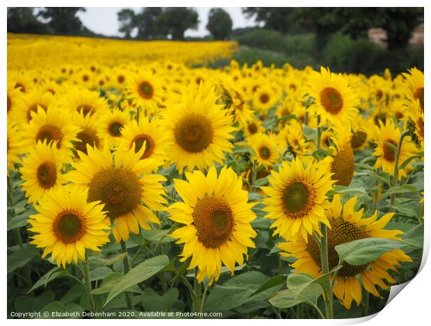 Field of Sunflowers Print by Elizabeth Debenham