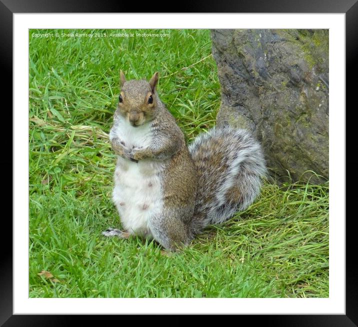 Squirrel posing Framed Mounted Print by Sheila Ramsey