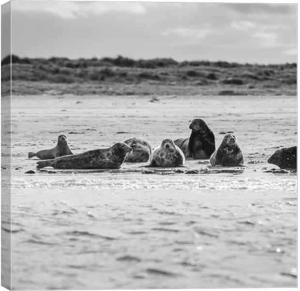 Square crop of grey seals Canvas Print by Jason Wells